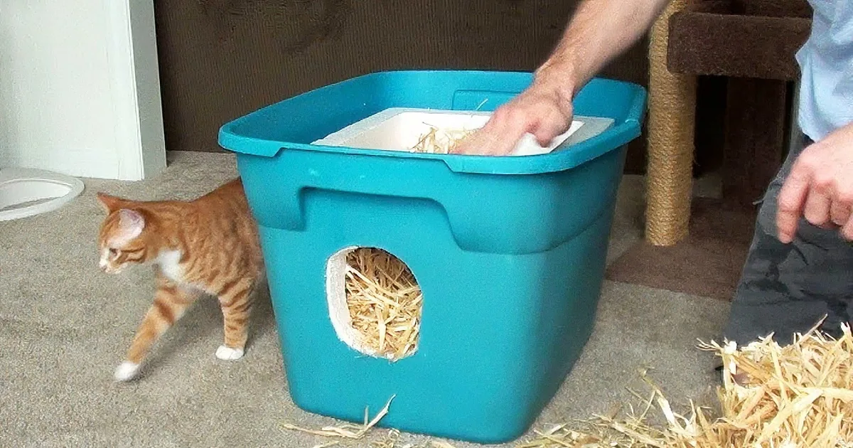 A person is cleaning a blue litter box while an orange cat walks nearby.