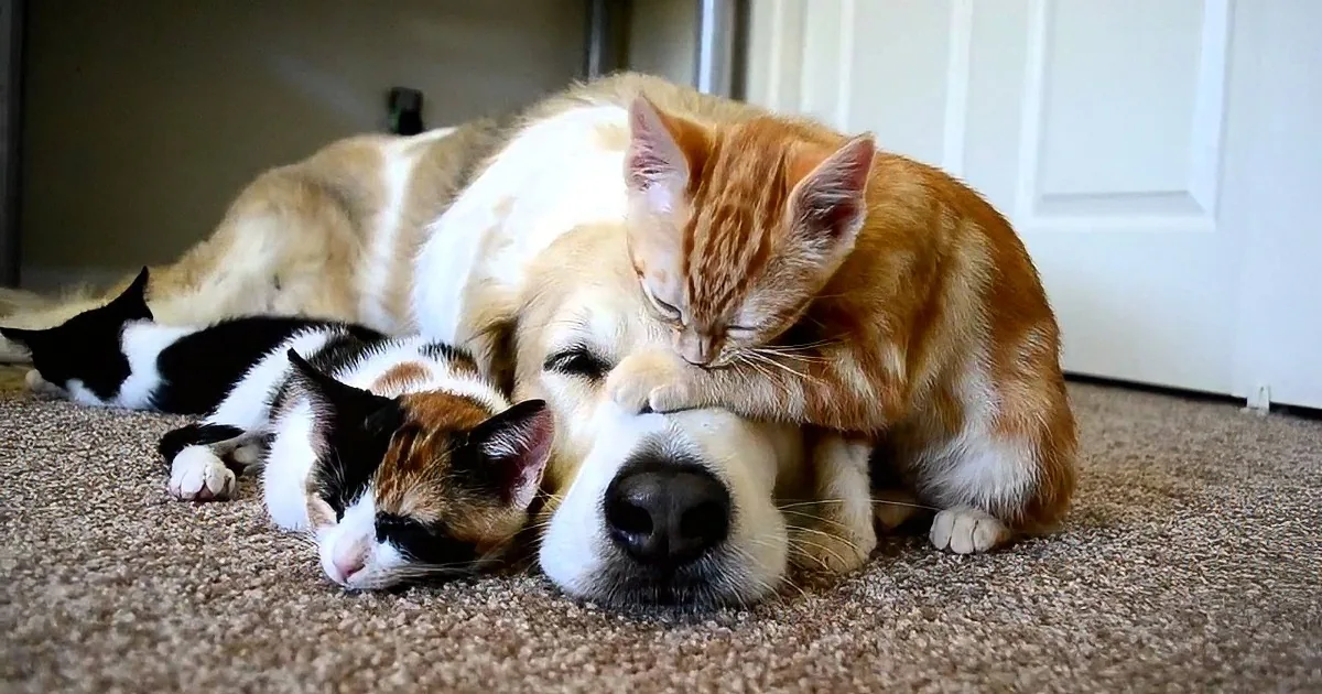 A dog and a cat are cuddling on a carpet, appearing to share a peaceful moment together.