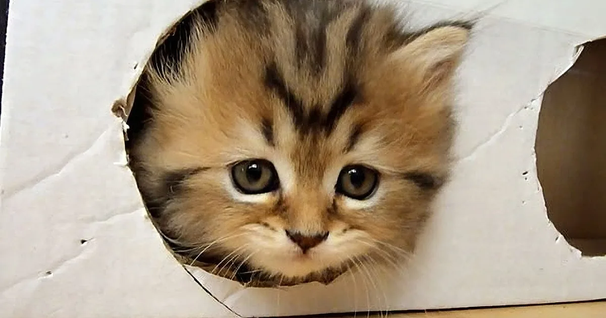 This Is Quite Possibly the Cutest Kitty Video You Will Ever Watch!