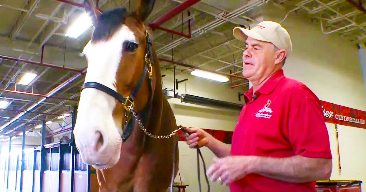 A man in a red shirt and cap holds a horse's halter in a stable setting.