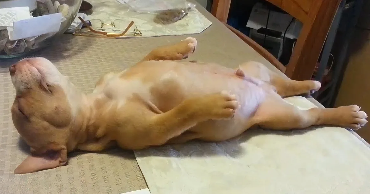A person gently pets a small, hairless puppy lying on its back on a table.