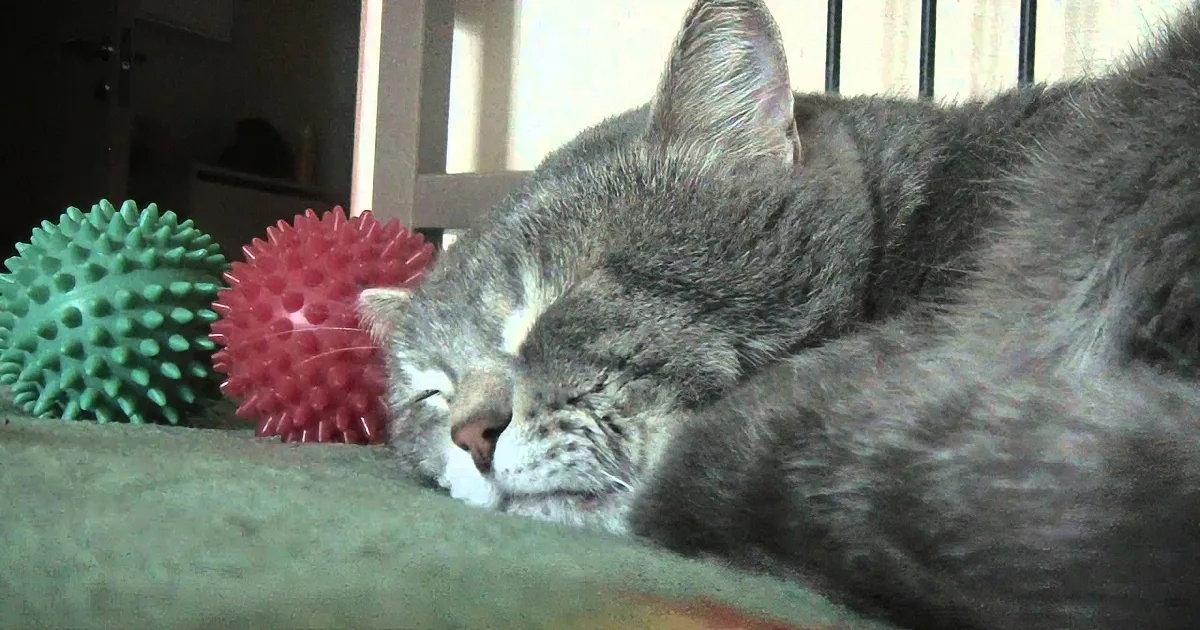 A gray cat rests on a green surface near two spiky balls, one green and one red.
