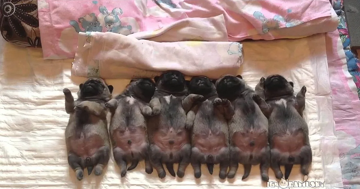 Eight newborn puppies, mostly black, are lying on their backs in a row on a bed with a pink and white blanket.