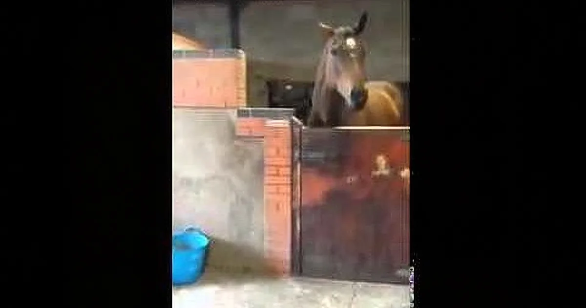 A horse stands in a stable, looking directly at the camera, with a blue bucket and a brick wall in the background.