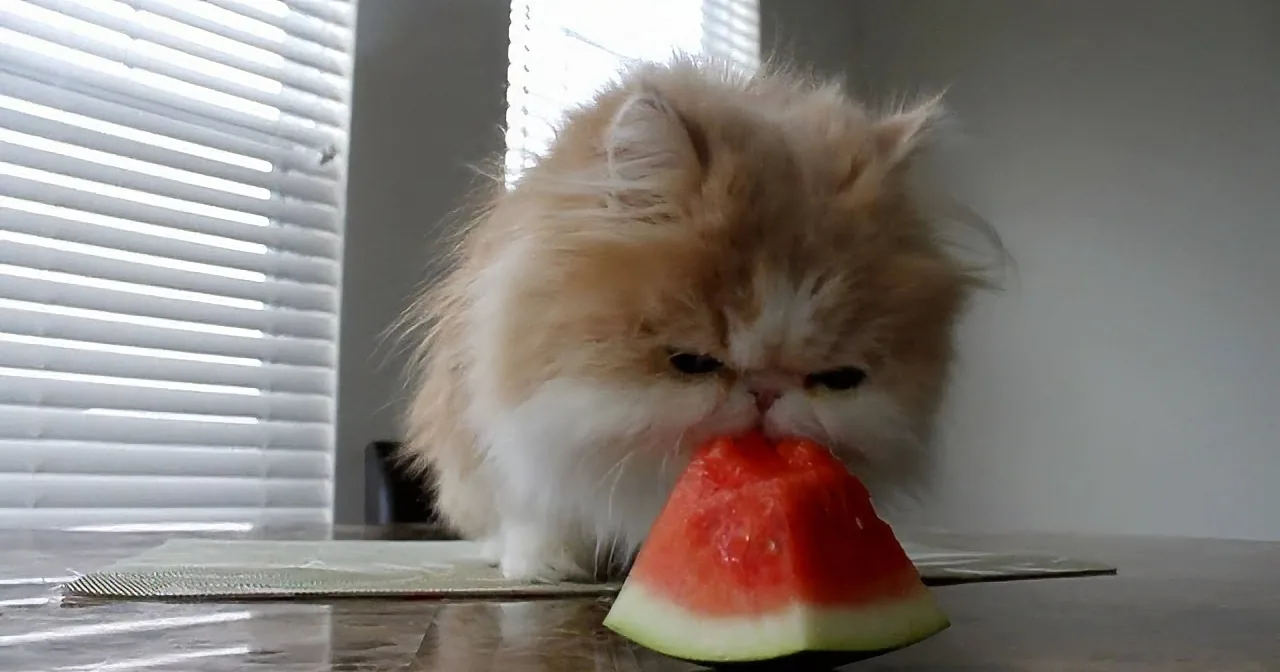A fluffy cat sniffs a slice of watermelon on a table near a window with blinds.