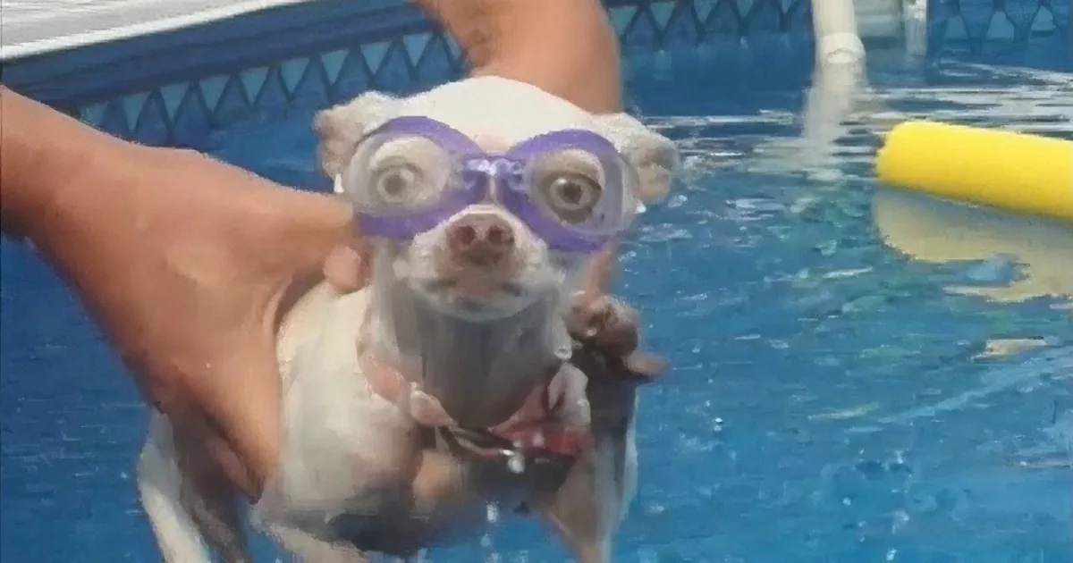 A small dog wearing goggles is being held above water in a pool.