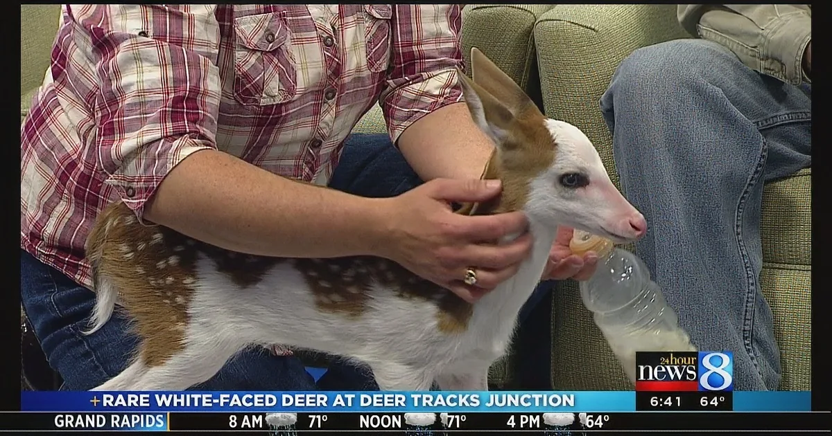 A person holds a rare white-faced deer fawn on a news broadcast.