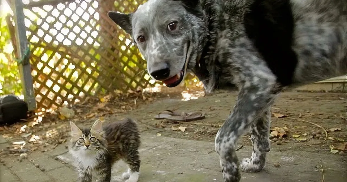 A large dog and a small kitten are standing together on a patio, looking at the camera.