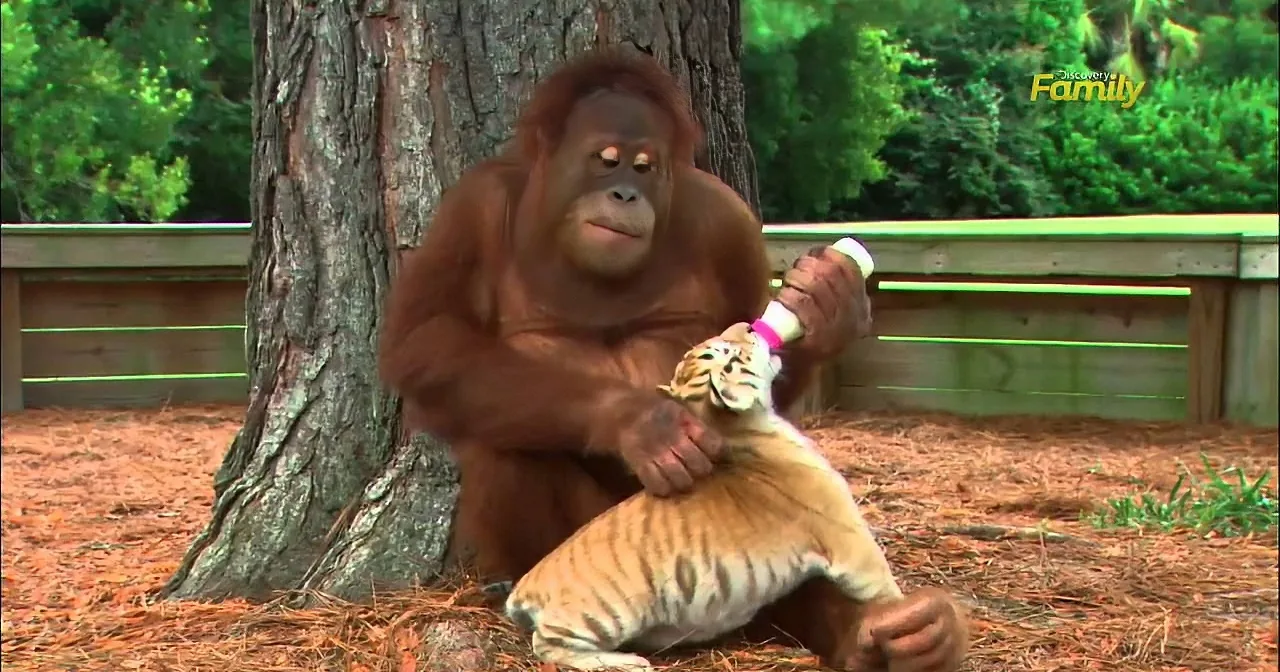 An orangutan holds a baby tiger while sitting on a tree stump.