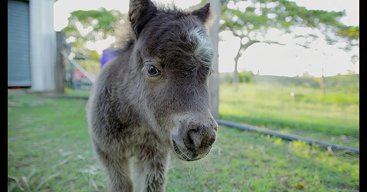 A close-up of a donkey's face and front legs in a grassy field with trees and a building in the background.