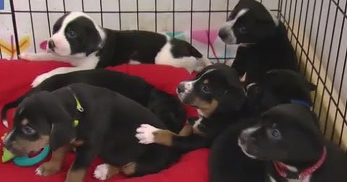 Six adorable black and white puppies are resting on a red blanket inside a cage.
