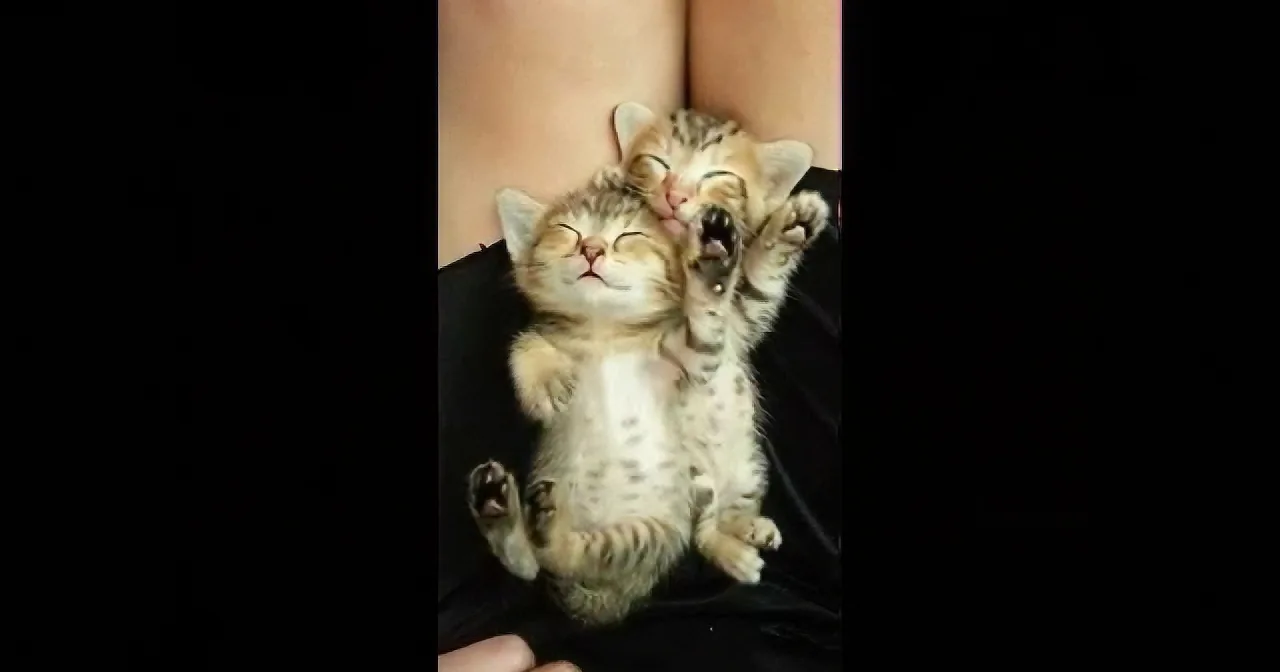 Two adorable kittens are cuddling and sleeping together, one with its eyes closed and the other with its mouth open.