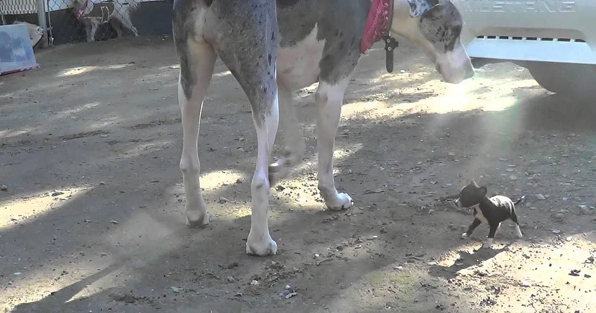 A large dog stands protectively over a small puppy on a sunny day.