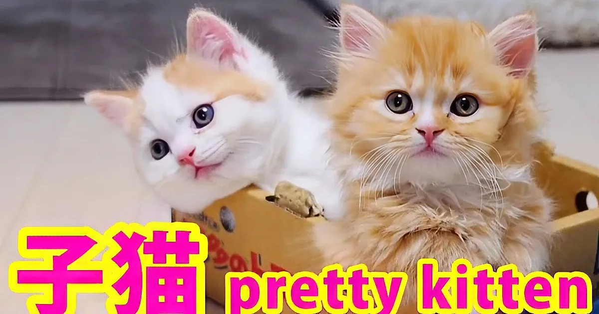 Two adorable kittens with fluffy fur and big eyes sit together in a box.