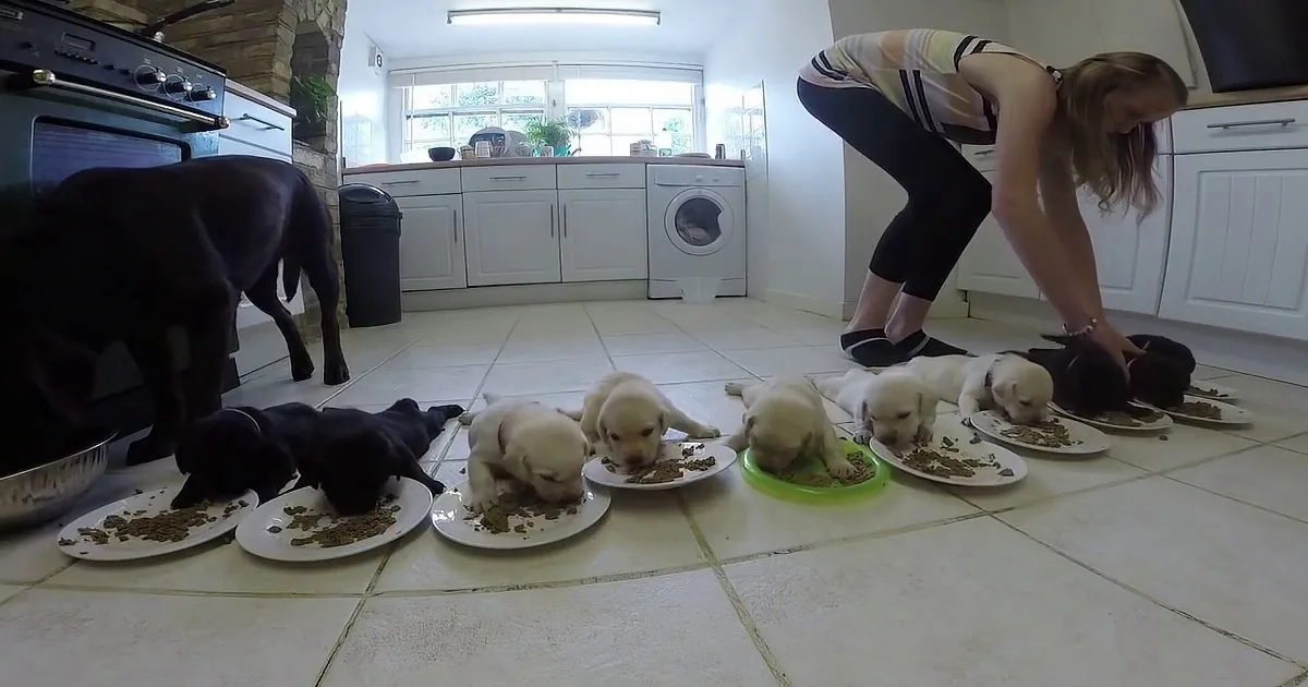 Ten Labrador Puppies Are Having Their First Solid Meal Resulting in Adorable Chaos