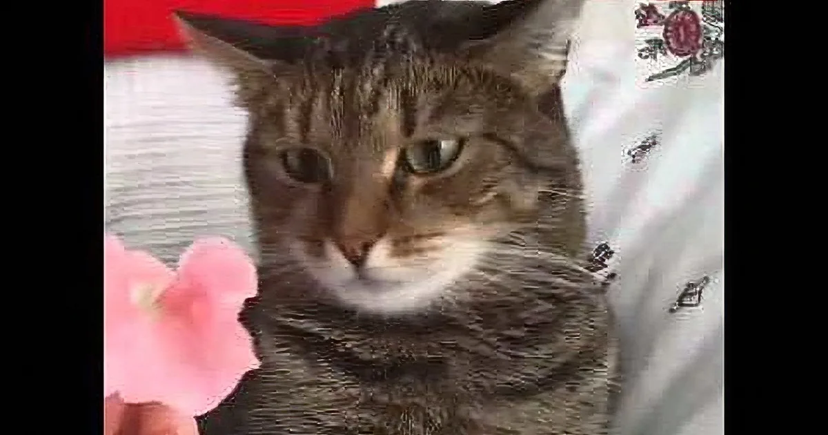 A tabby cat with a pink flower in its mouth, sitting on a white surface with a red blanket in the background.