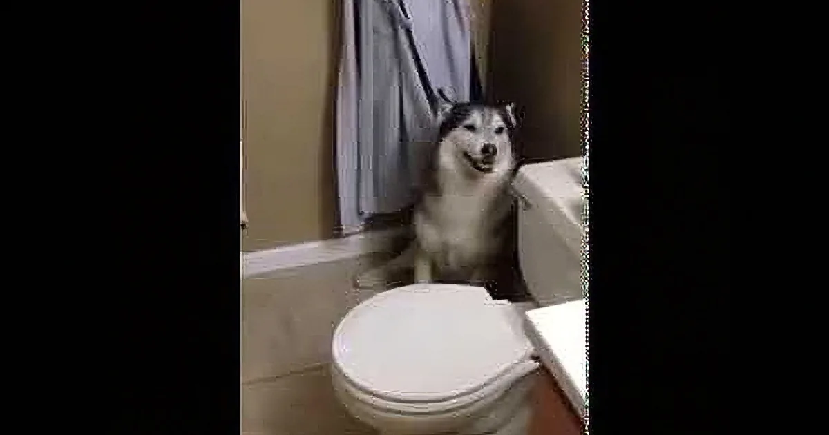 A smiling husky dog sits on a bathroom floor, looking up with a happy expression.