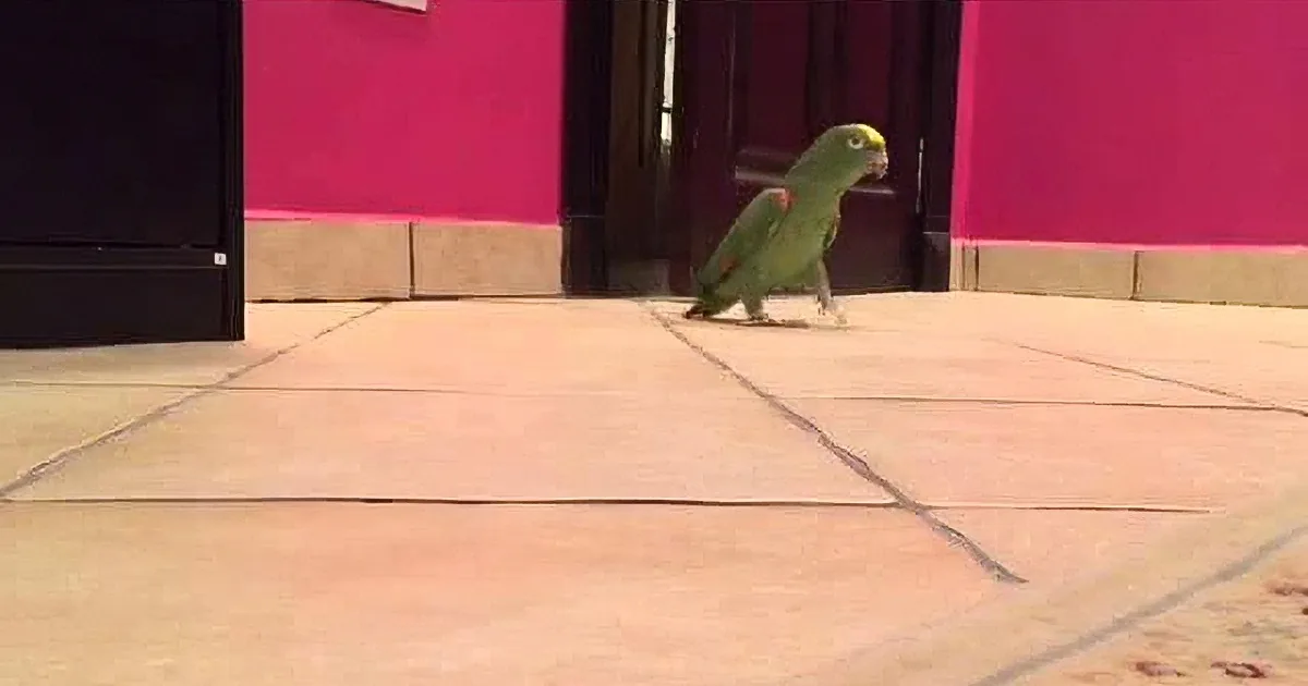 A green parrot stands on a concrete surface near a pink wall and a dark door.