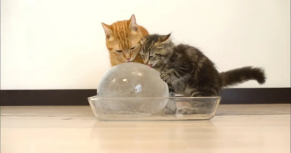 An orange cat and a tabby kitten interact with a large, clear, spherical object on a table.
