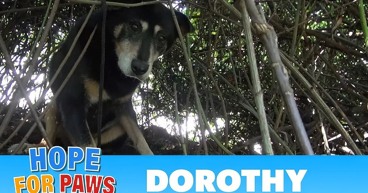 A scared senior dog, surrounded by greenery, looks directly at the camera with a subtitle about her rescue.