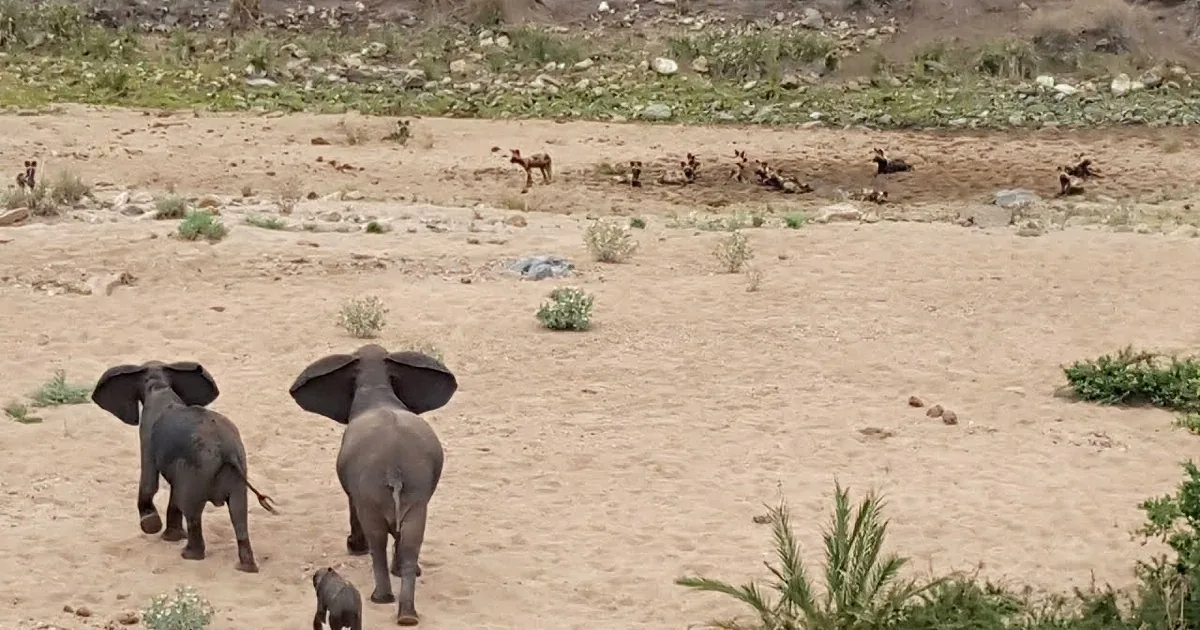 Elephant Mom Sees 14 Wild Dogs Coming for Her Son. but Then She Does This... Incredible!