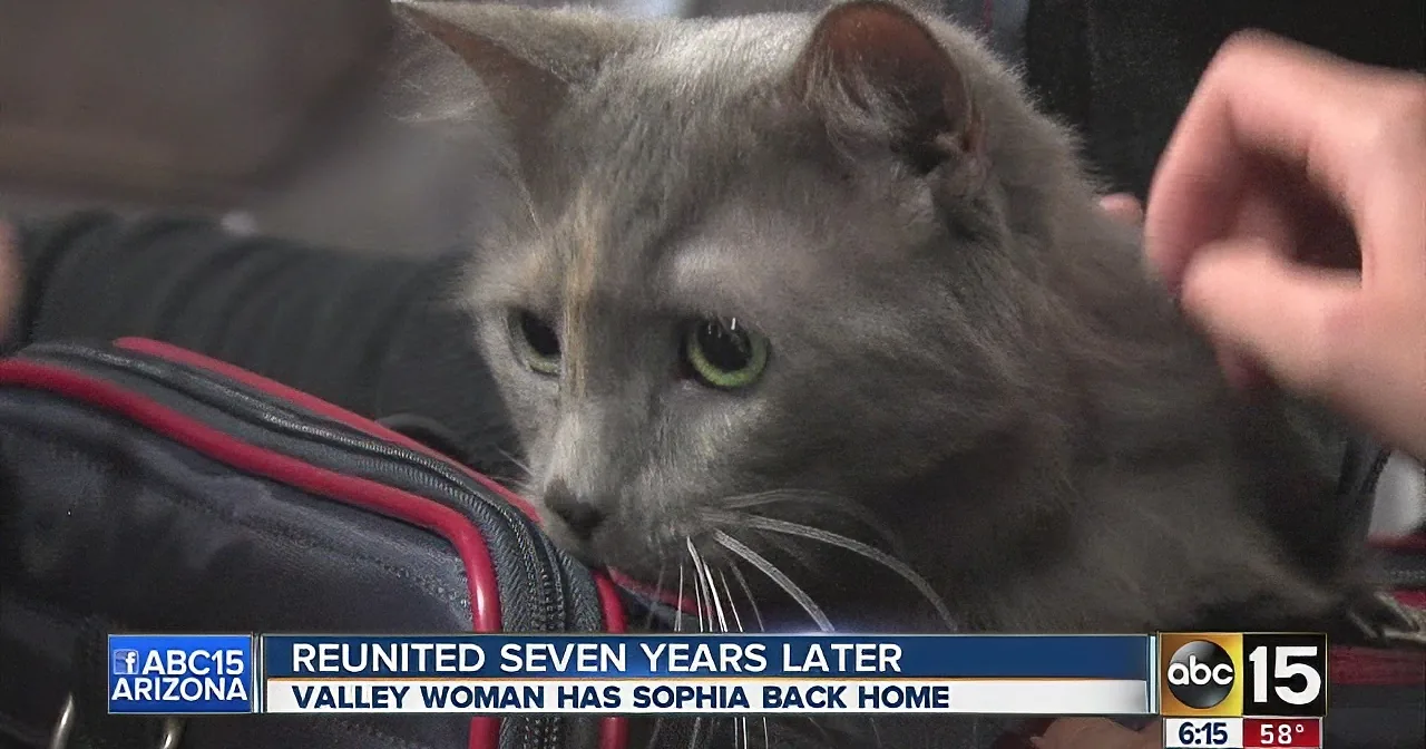 A gray cat with green eyes is being petted, surrounded by a bag, with a news banner about a reunion.