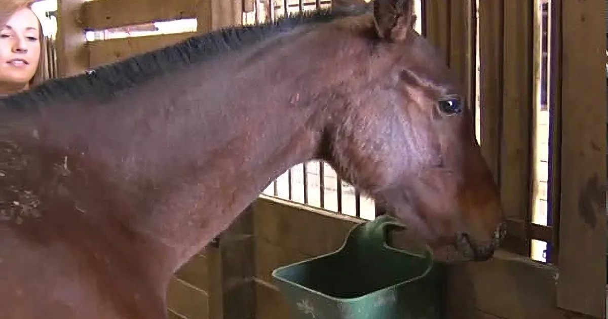 A horse stands in a stable, looking towards the right, with a person partially visible in the background.