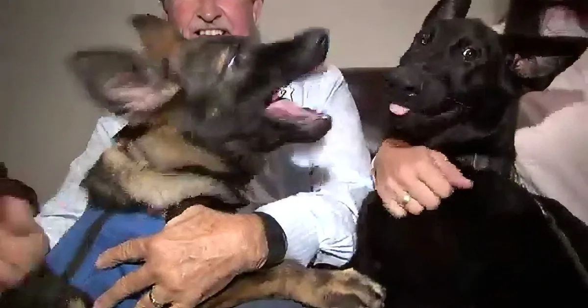 A man holds two German Shepherd puppies, one brown and one black, in his lap.