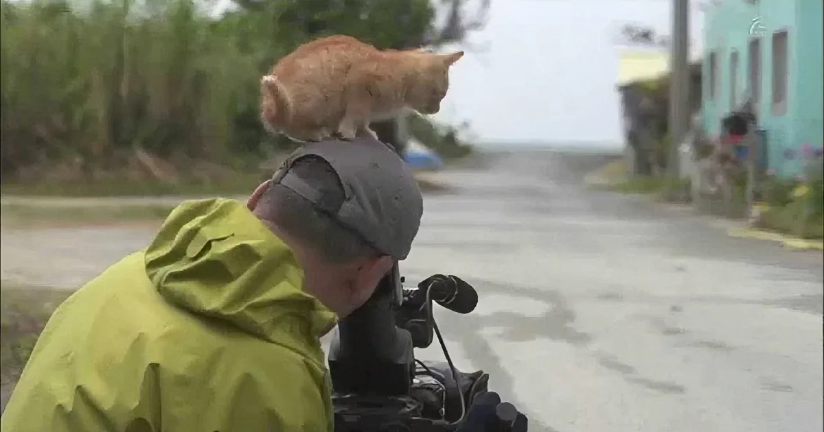 An orange cat sits atop a person's shoulder on a motorcycle in a rainy street.