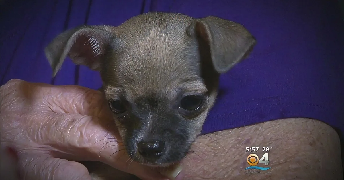 They Were Hospitalized After Their Chihuahua Died. Now Watch When a Stranger Gifts Them a New Puppy...