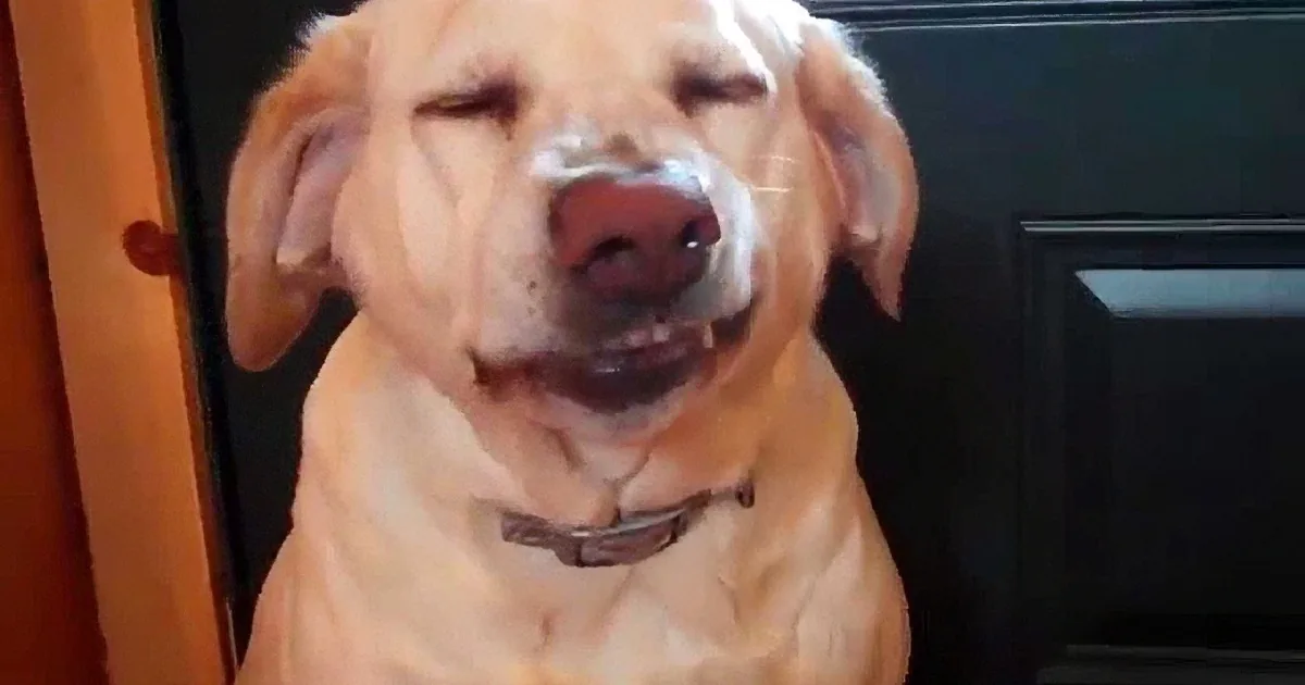 A golden retriever dog with its eyes closed and mouth open, appearing to be in a relaxed or playful state.