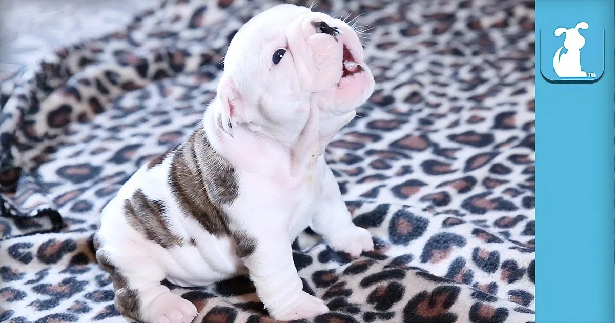 You''ve Never Heard a Bulldog Puppy Make a Sound Like This One Before!