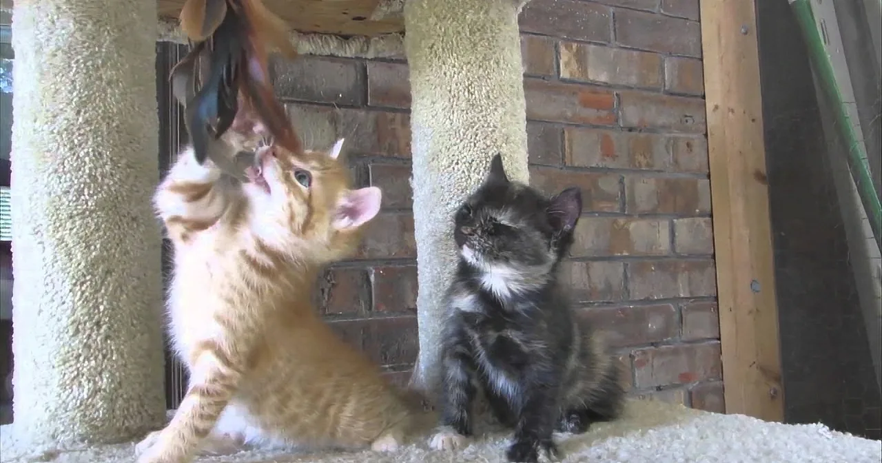 Two kittens, one orange and one black, are interacting on a cat tree, with the orange kitten appearing to playfully bite...