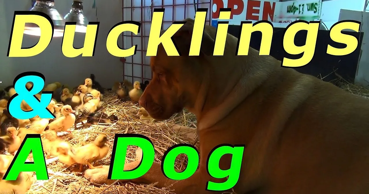 A dog is lying on hay surrounded by ducklings, with text overlay reading "Ducklings & Dog."