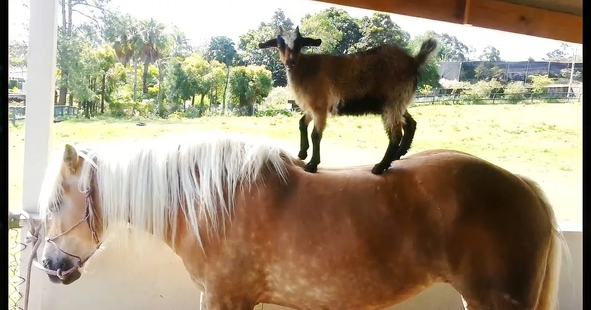 A goat stands on the back of a horse in a sunny outdoor setting.