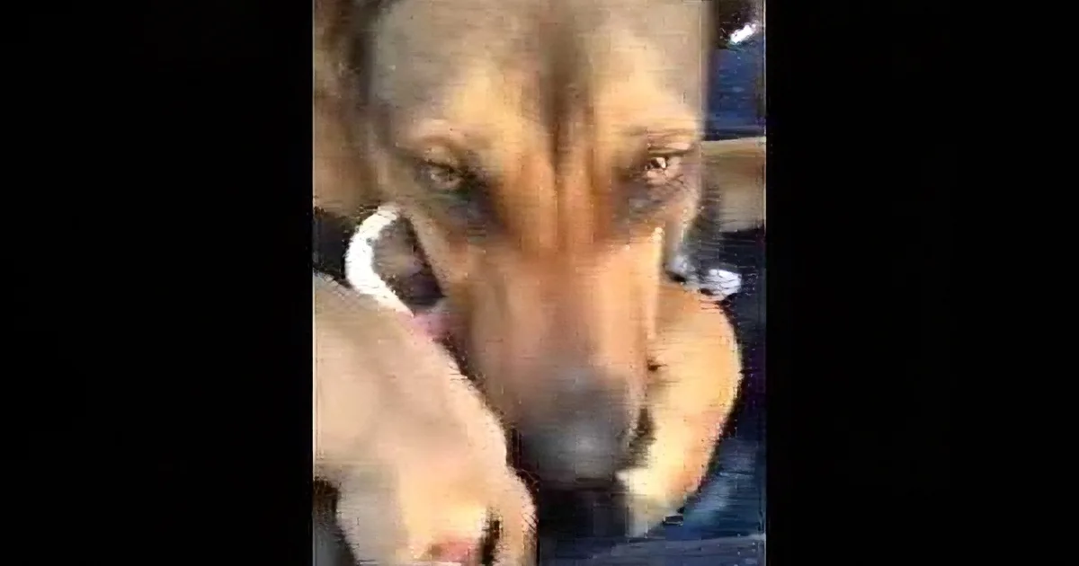A close-up of a dog being held, with its head tilted slightly to the side.