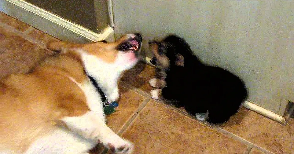 A corgi dog is playfully interacting with a small black and white kitten on a tiled floor.