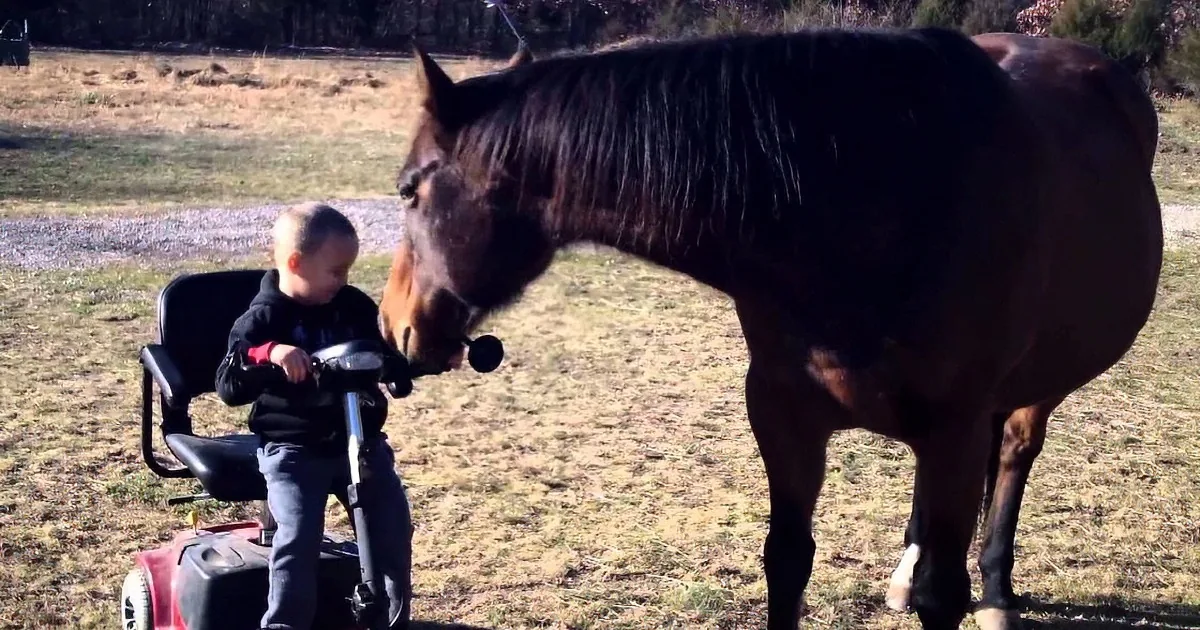 A young child in a mobility scooter interacts with a curious brown horse in a grassy field.