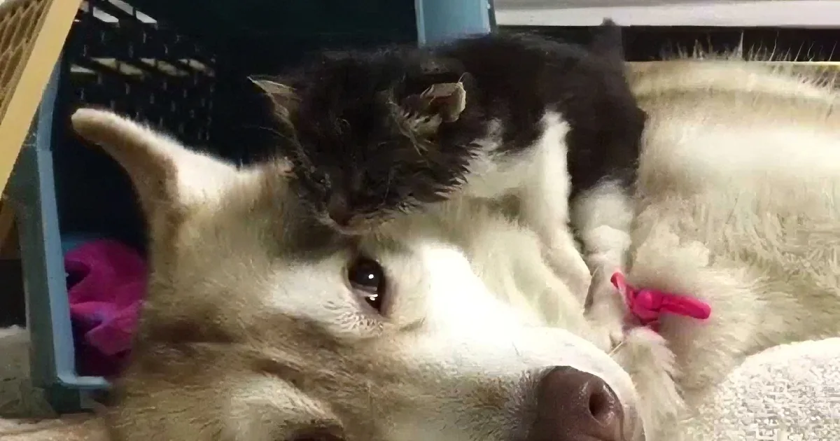 A black-and-white kitten is playfully interacting with a light-colored dog, both lying on a soft surface.