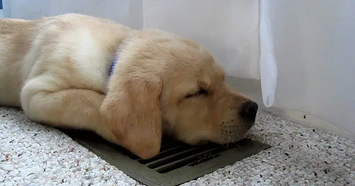A light brown dog is lying on a textured carpet, appearing to rest or sleep with its head near a vent.