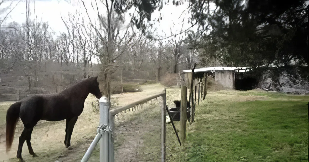 A dark horse stands near a metal fence in a grassy field with trees and a small structure in the background.