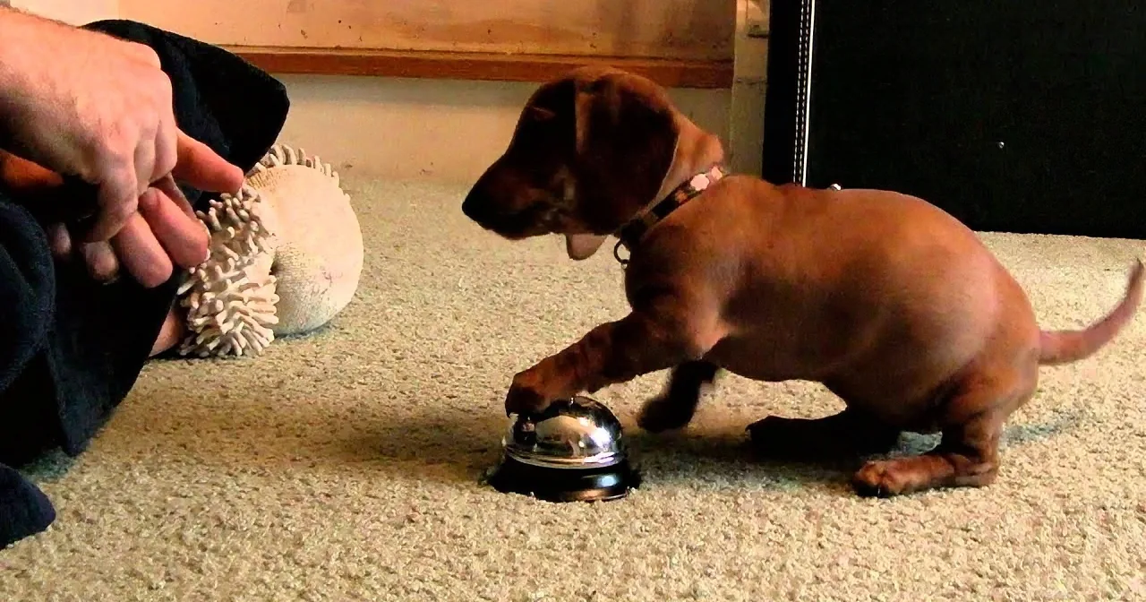 A small brown dog plays with a silver bowl on a carpet, while a person holds a textured ball nearby.