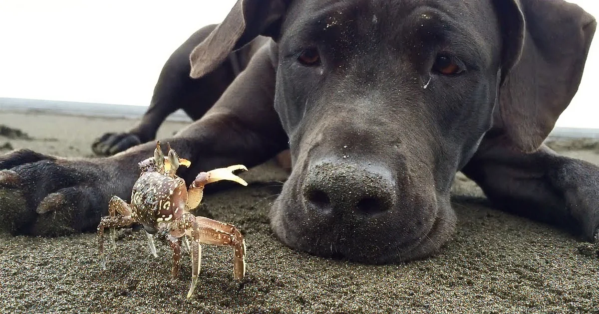 A black dog lies on sand, its nose close to the ground, with a crab in the foreground.