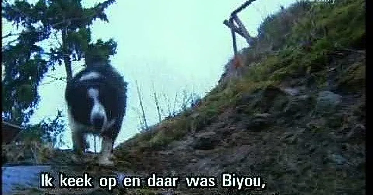A black and white dog stands on a rocky hillside, looking down, with subtitles in Dutch at the bottom.