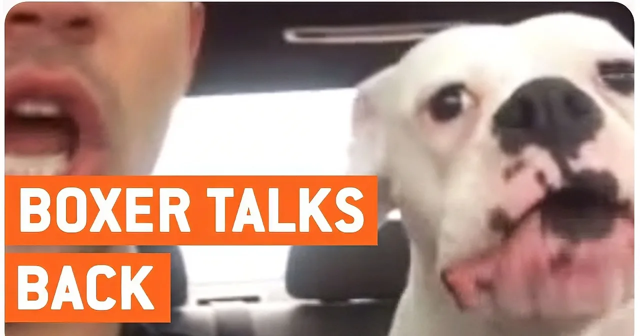 A white dog with a black nose looks at a person with an open mouth, text says "DADY TALKS BACK."