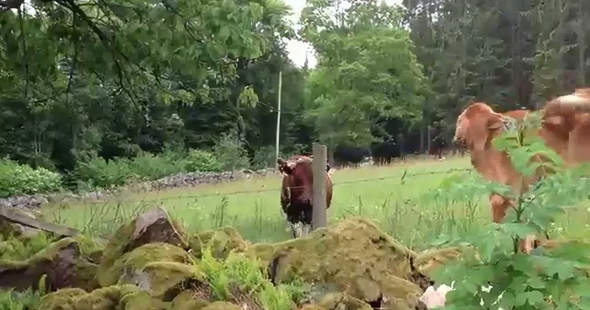 This Adorable Dog Has a Unique Relationship With Three Cows