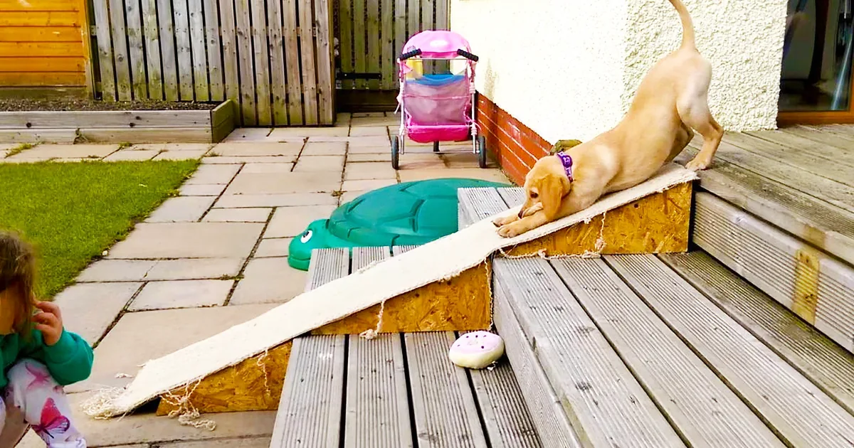 A dog climbs a makeshift ramp on a wooden deck while a child watches nearby.