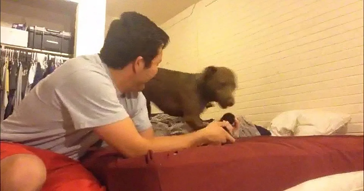 A man is sitting on a bed with a small dog standing between him and a person lying down.