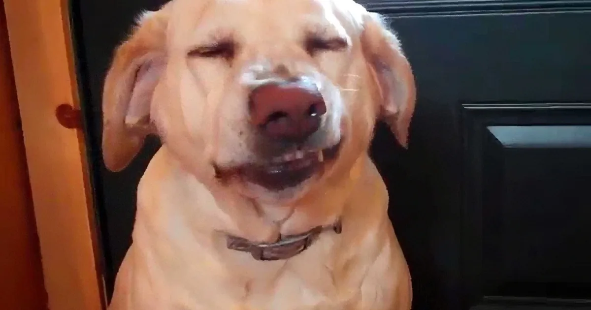 Dad Asks His Three Dogs About Chaos at Home, and the Third One Does Something so Funny