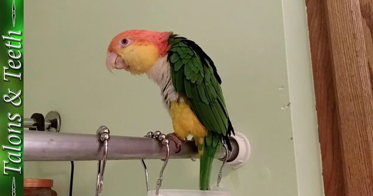 A colorful parrot perches on a metal rod, displaying vibrant green, yellow, and red plumage.